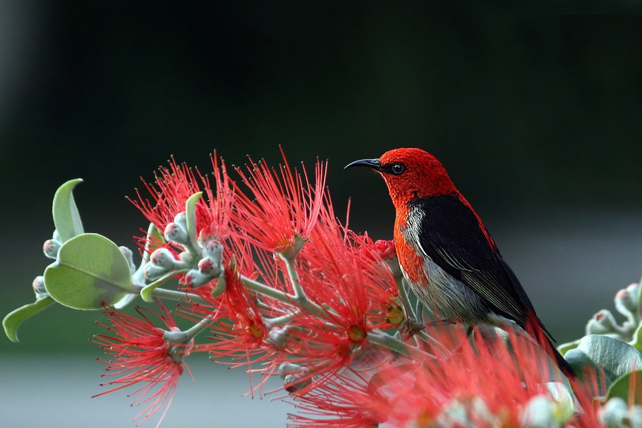 Aromatic Flowers to Perfume Your Garden