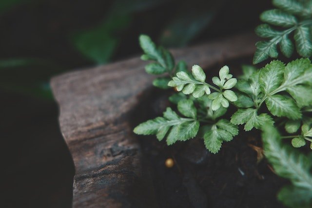 Indian Scientists Develop ‘Artificial Leaf’ Technology to Produce Clean Energy