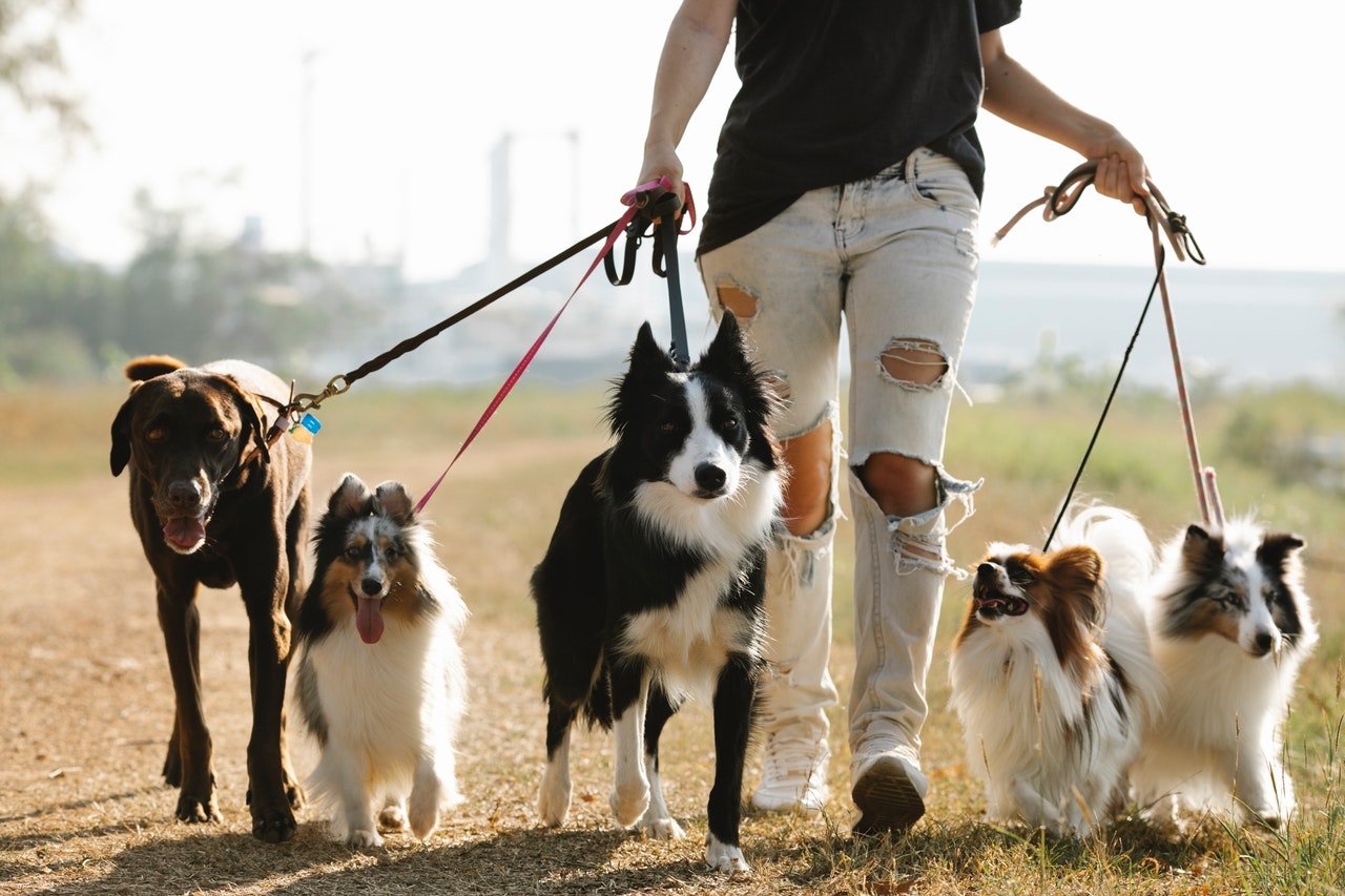 7 Summer Settings Dog Owners Should Avoid