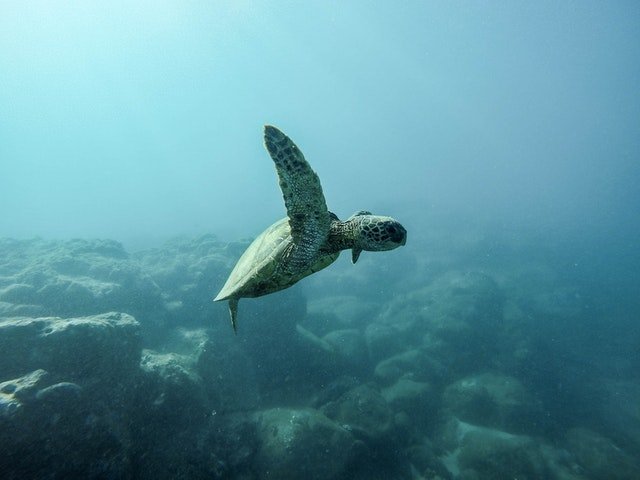 Critically Endangered Baby Turtles Released