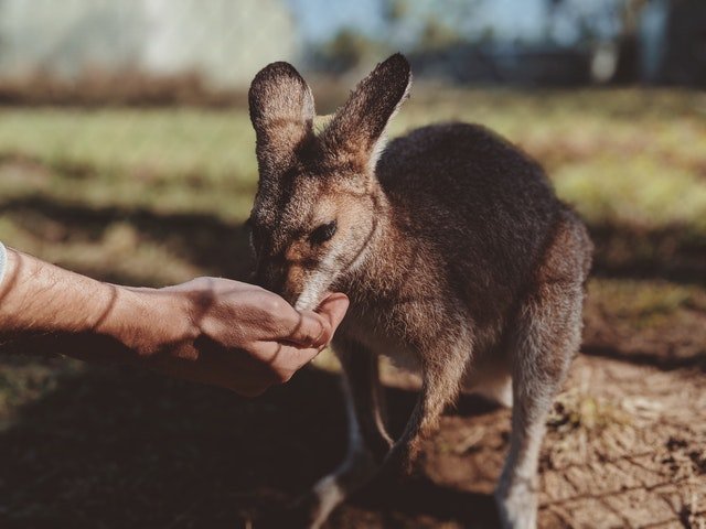 Animal Sanctuaries