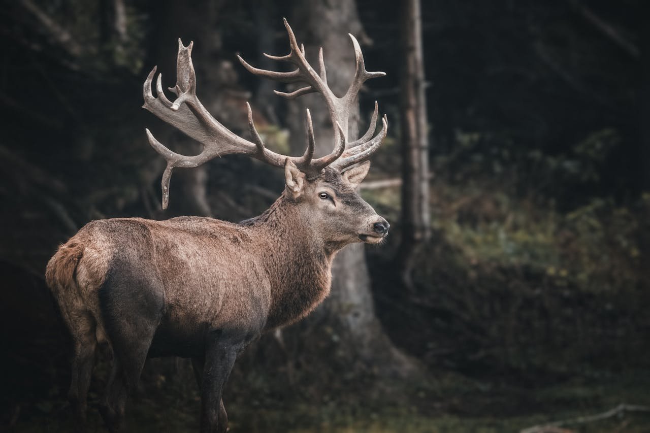 My Most Memorable Wildlife Encounter